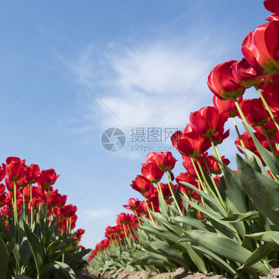 红丘郁金香和蓝天空以平方图像在河内草原上图片