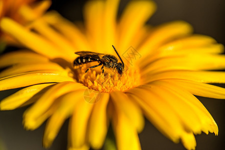 加花和蜜蜂的药用植物图片