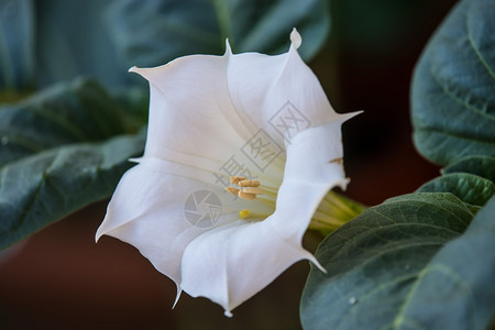 有花的刺杯阿托品东莨菪高清图片