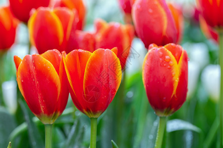 冬或春日在郁金香田露出绿叶背景的郁金香花用于明信片美容装饰和农业概念设计图片
