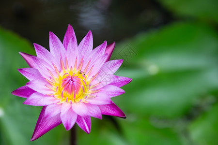 夏日池塘里的莲花图片