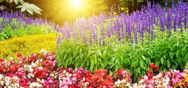 明亮的花园朵和阳光的美丽背景宽阔的照片图片