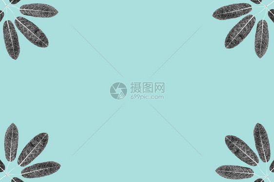 5个叶黑白skecth用于设计工作的糊面蓝色背景图示图片