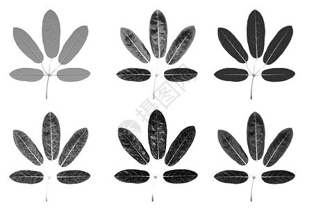 5个叶黑白skecth插图形白色背景上隔离的不同纹理细节图片