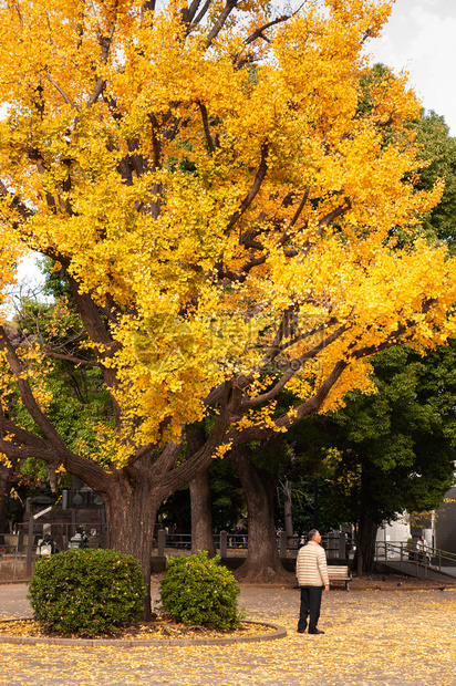 2018年月9日本亚裔老人站在秋天黄大金果树下地上落叶子秋天美丽的乌尼诺公园图片
