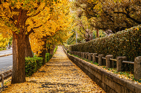 秋天Jinguaenvue附近的行人道图片