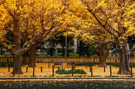 秋天在青楼凯恩街jinguchaienwy两张长座东京公园或户外自然空间的美丽季节变化图片
