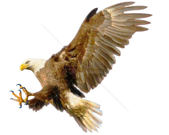 白背景插图上的秃鹰着陆攻击手画和油漆颜色图片
