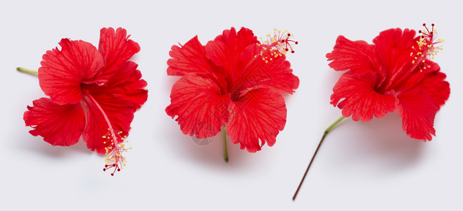 花白图片 花白素材 花白高清图片 摄图网图片下载
