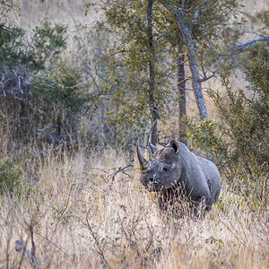 非洲南部Kruge公园中的黑犀牛非洲南部Kruge公园中的黑犀牛图片