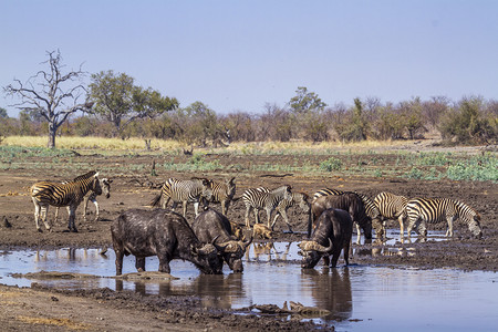 牛椋鸟和斑马南非洲Kruge公园的非洲水牛南部Kruge公园的非洲水牛南部Kruge公园的非洲水牛背景