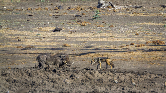 在非洲南部的Kruge公园中黑背胡狼和普通猪黑背胡狼和非洲南部的Kruge公园中图片