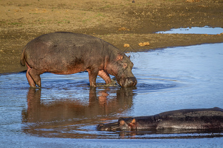 南非洲Kruge公园的河马非洲南部Kruge公园的河马非洲米达的两栖人家庭图片
