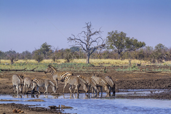非洲南部Kruge公园中的平原斑马非洲南部Kruge公园中的平原斑马图片