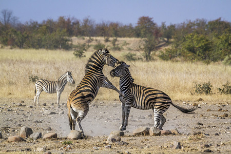 非洲南部Kruge公园中的平原斑马非洲南部Kruge公园中的平原斑马背景