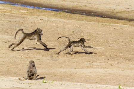 南非克鲁格公园里的南美狒狒鹿科的猫熊科南非克鲁格公园的查克玛狒狒图片