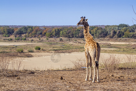 非洲南部Kruge公园的长颈鹿非洲南部Kruge公园的长颈鹿庭图片