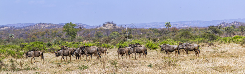 非洲南部Kruge公园的蓝野马非洲南部Bovidae的Bonchaetsurins家庭图片