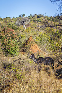 南非洲Kruge公园的大库杜非洲南部Kruge公园的大库杜非洲南部Bovidae的Spcitraglphustrepico家庭图片
