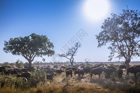 南非洲Kruge公园的非洲水牛南部Kruge公园的非洲水牛南部Kruge公园的非洲水牛图片
