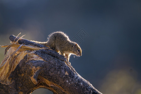 非洲南部Kruge公园的木马松鼠Speciarxuscpai家庭图片