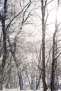 山的冬天早晨树木在寒冷林中图片
