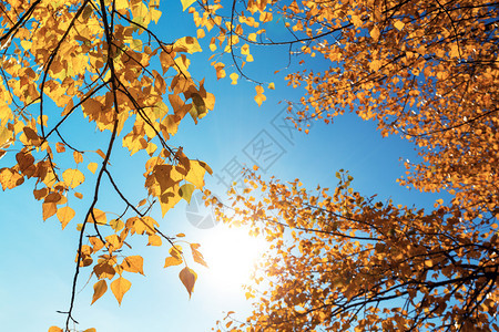 蓝色天空的明黄秋叶背景图片