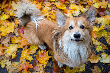 在户外的美丽corgifluy肖像秋天图片