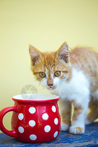 小姜猫喝牛奶从明亮的红杯图片