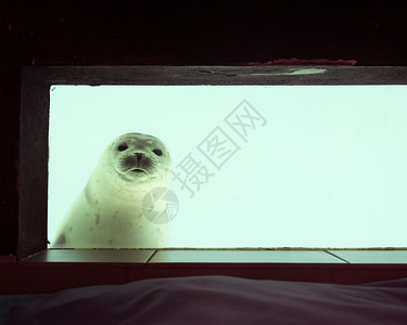 在薄膜玻璃板后面紧闭奇特的密封海豹图片