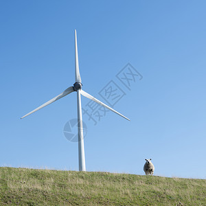 山丘下蓝天风力涡轮机和草地堤坝上的绵羊和风力涡轮机图片