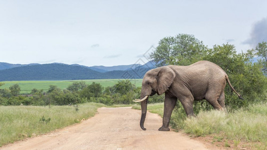 非洲灌木大象穿过非洲南部Kruge公园的fari碎石路非洲大象的Speciloxdntafricn家庭图片