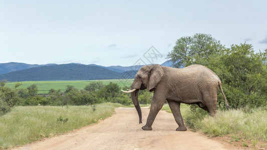 非洲灌木大象穿过非洲南部Kruge公园的fari碎石路非洲大象的Speciloxdntafricn家庭图片