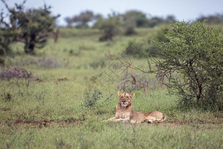 非洲狮子躺在南部Kruge公园的绿灌丛中非洲南部Kruge公园的非洲狮子Felida的SpciPanthrlo家庭图片