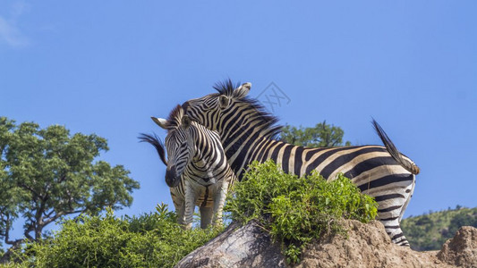 南非克鲁格公园里的两只平原斑马种马科白驴科南非克鲁格公园的平原斑马图片