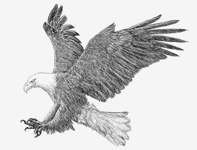 白背景插图上秃鹰登陆攻击手画黑线草图图片