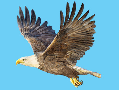 蓝背景插图上的秃鹰手绘画和涂彩颜色图片