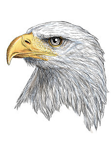 白背景插图中的秃鹰头部画和油漆图片