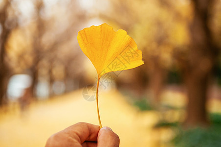 一只黄色秋天美丽的金果叶一只手与树隧道背景天然草药植物用于医学或季节变化概念图片