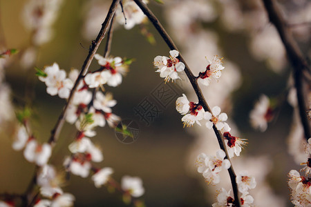 春樱花粉红色樱杏仁图片