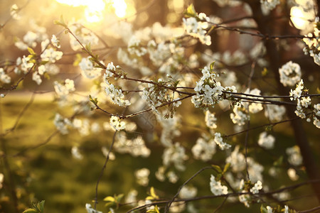 春樱花白季节花图片