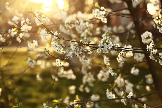 春樱花白季节花图片