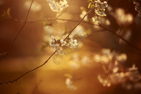 春季白樱花开日落后樱开古老的甜樱柔和调子背景白樱花在春季开古老的甜樱软调子背景图片