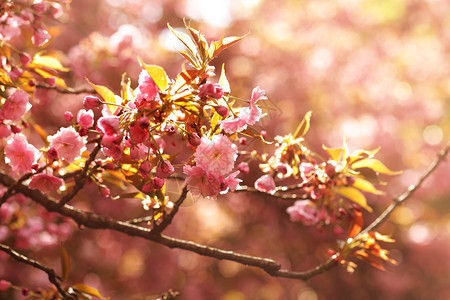 樱花软焦点或自然背景上的樱花软焦点或自然背景上的樱花软焦点图片