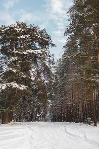 冬季美丽的松林雪覆盖森的背景图片