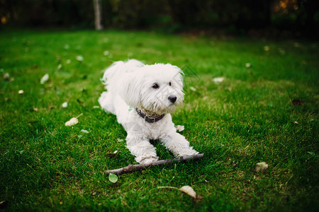 白狗在草坪上玩棍子图片