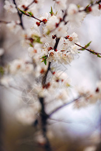 春樱花粉红色樱杏仁图片