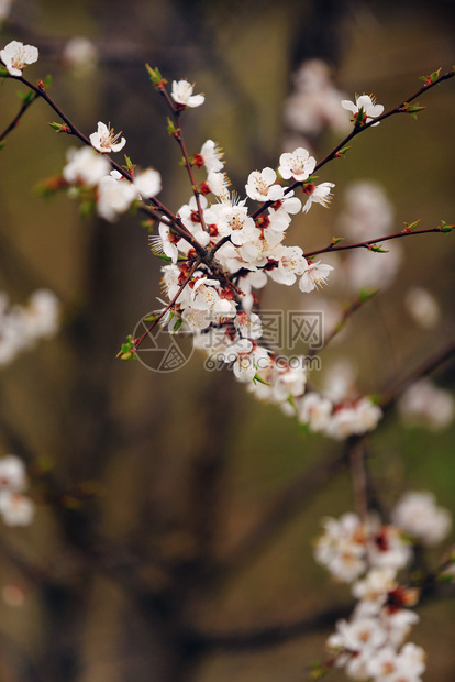 春樱花粉红色樱杏仁图片