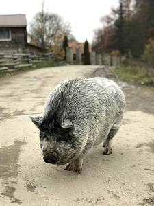 一头大黑猪走在村里街上图片
