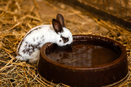 白兔将饮水图片